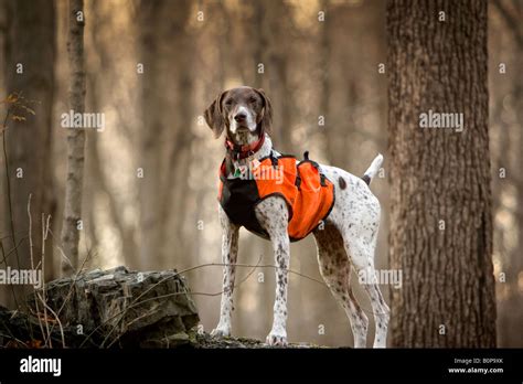 German Short hair pointer with orange hunting vest in woods Stock Photo ...