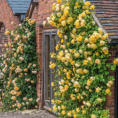 Graham Thomas® | Roses for shade, Climbing roses trellis, Climbing roses