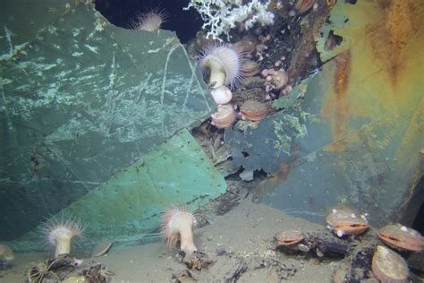 Deepwater Horizon Spill Altered Shipwreck Ecosystems | Scientific American