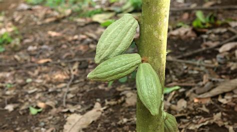 Premium Photo | Green young cocoa pod on tree in the field cacao pods ...