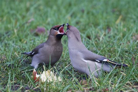 Bohemian Waxwing Bombycilla Garrulus Stock Photo - Image of bird, wild ...