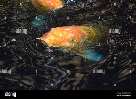 Large orange koi fish with its mouth wide open in the water Stock Photo - Alamy