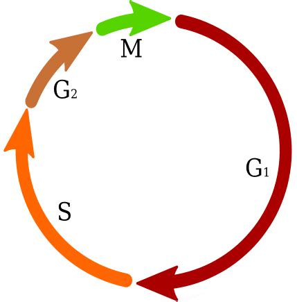 G0 Phase of the Cell Cycle | Overview & Importance - Lesson | Study.com