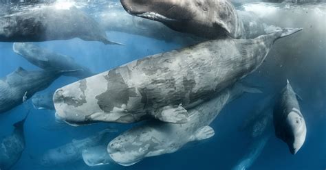 A photographer slips into the ocean to swim among hundreds of sperm whales, and witnesses a ...