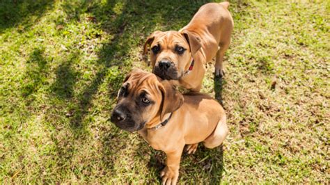 Boerboel Growth & Weight Chart: Size Guide For Puppies | Pawlicy Advisor