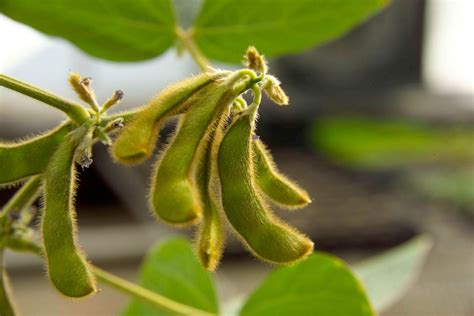 Soybean plant: Facts & importance to the U.S. | AGDAILY