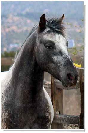 TIGER HORSES | Horses, Rare horse breeds, Appaloosa horses