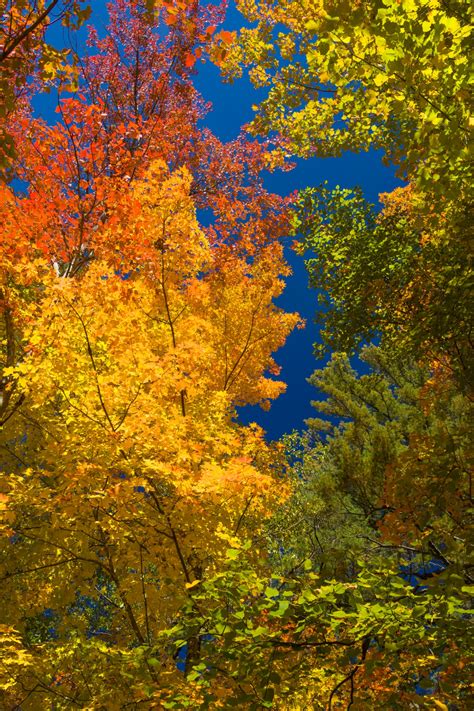 Autumn Canopy View Free Stock Photo - Public Domain Pictures