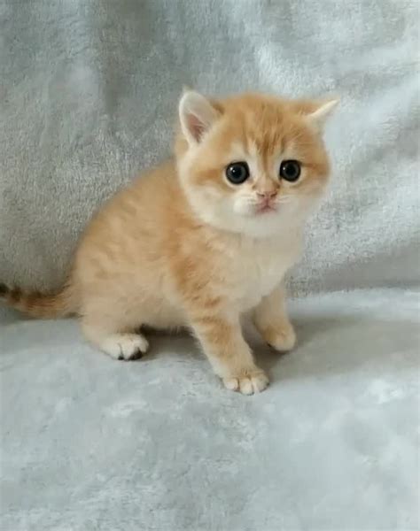 Cute Kittens For Sale | [+] CUTE KITTENS