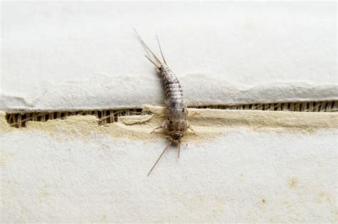 Silverfish Infestation: Causes and Prevention - Zone Home Solutions