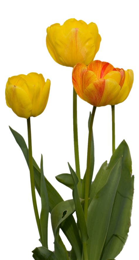 Tulip Flowers Isolated Free Stock Photo - Public Domain Pictures