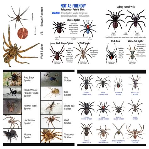 Spider types | Spider species, Types of butterflies, Types of spiders