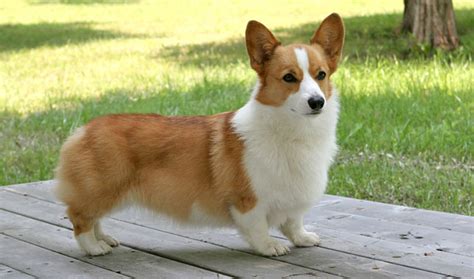 Pembroke Welsh Corgi - Vetstreet | Vetstreet