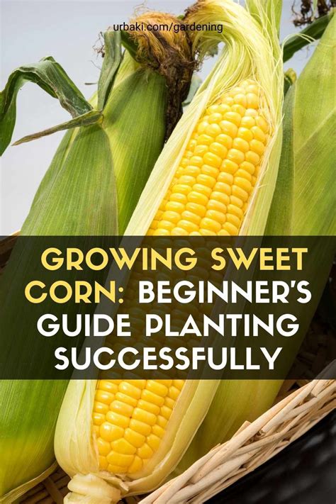 Corn is one of the most popular vegetables to grow and eat, and it tastes even more delicious ...