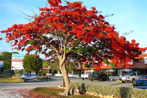 Fire Tree, Royal Poinciana or Delonix regia - Philippine Trees