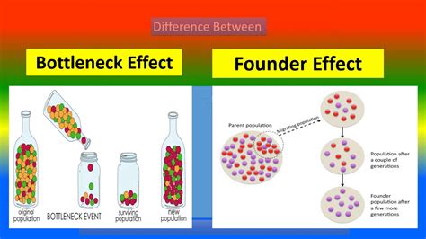 genetic drift example and bottleneck effect founder effect.