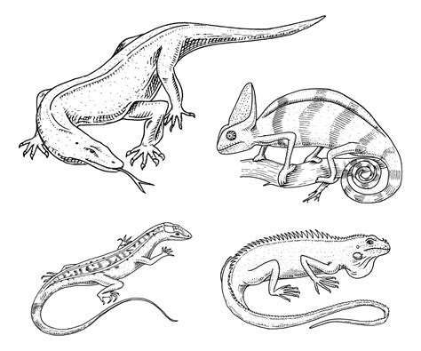 Lagarto camaleão répteis ou cobras de iguana verde americana ou dragão de komodo monitoram ...