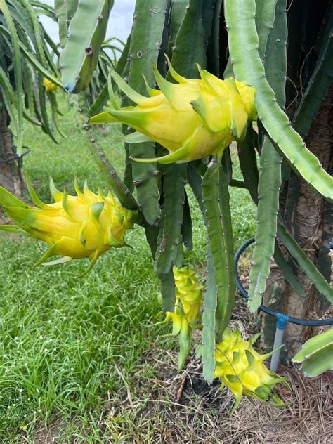 Vietnamese yellow dragon fruit - Dragon Fruit | Song Nam Dragon Fruit Farm