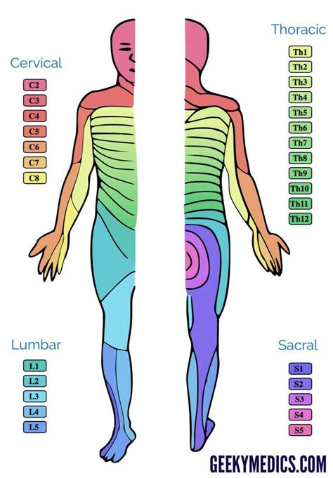 Dermatomes and Myotomes | Sensation | Anatomy Geeky Medics