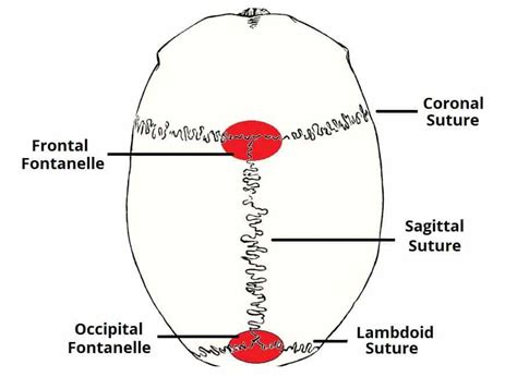 Bones of the Skull - Structure - Fractures - TeachMeAnatomy