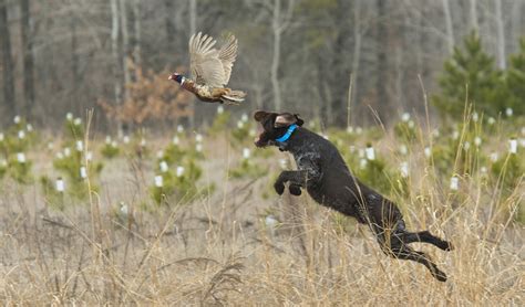 12 Types of Hunting Dogs and Which One You Need