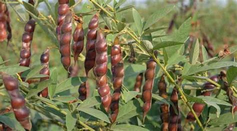 Tur dal seed coat has six times more calcium than milk: ICRISAT