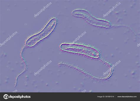 Vibrio Cholerae Microscope