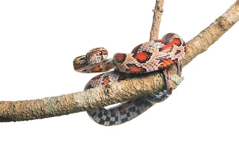 Red Rat Snake (Juvenile) | Big Cypress National Preserve, Florida ...