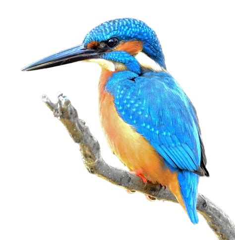 Common Kingfisher | PNG All