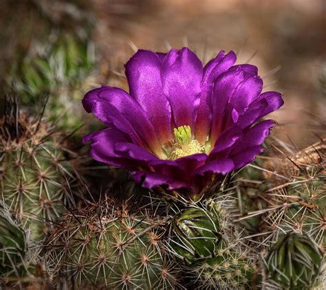 Purple Cactus Flower Photograph by Saija Lehtonen - Fine Art America