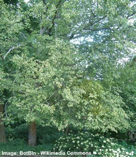 Ironwood Tree: Facts, Leaves, Flowers, Bark (Pictures) - Identification ...