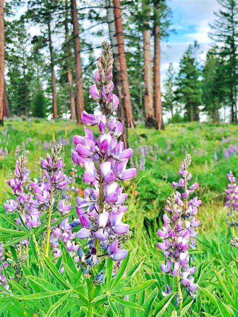 Washington Wildflowers | Wild flowers, Plants, Garden