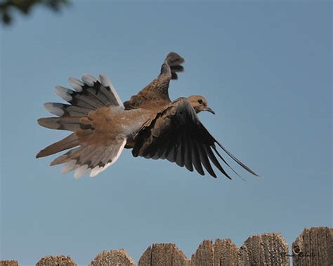 Mourning Dove | (Zenaida macroura) Photo taken in Littleton,… | Flickr