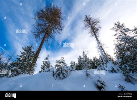 Majestic winter landscape with snow-covered trees. Dramatic winter scene Stock Photo - Alamy