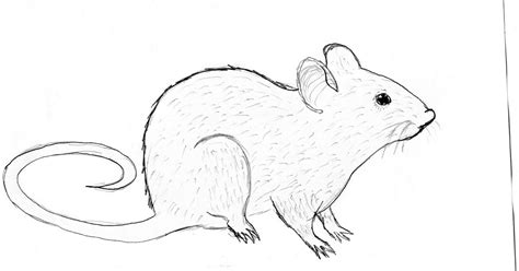 Rat Outline Drawing at GetDrawings | Free download