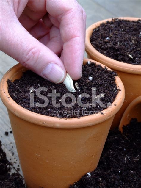 Planting A Pumpkin Seed Stock Photo | Royalty-Free | FreeImages