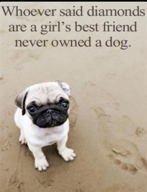 Pug Love Quotes. QuotesGram