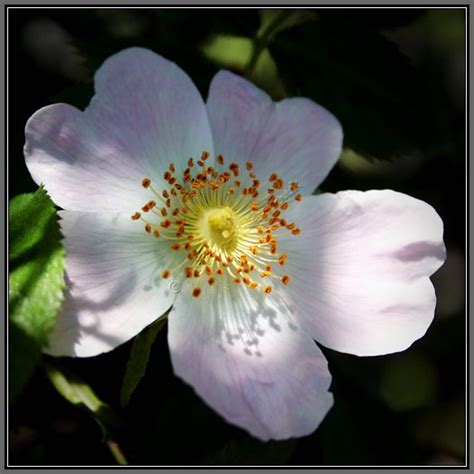 Rosa Canina, Dog Rose fine art photo