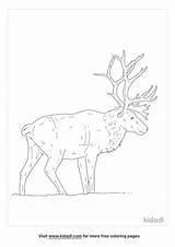 Woodland Caribou Coloring Pages sketch template