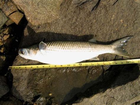 Striped Mullet - Pier Fishing in California