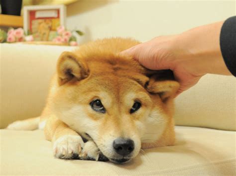 Wow! Such Luck! The Story of Doge, the Internet's Latest Craze