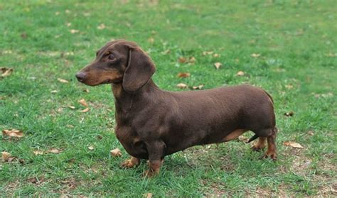 Miniature Dachshund vs Dachshund - Breed Comparison