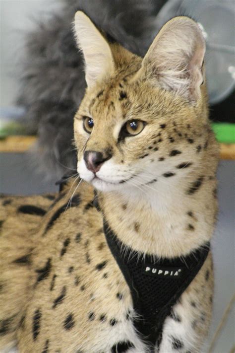 african serval cat