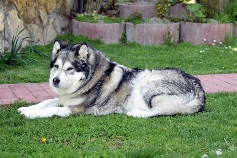 Alaskan Malamute - Facts and Info - Animal Corner