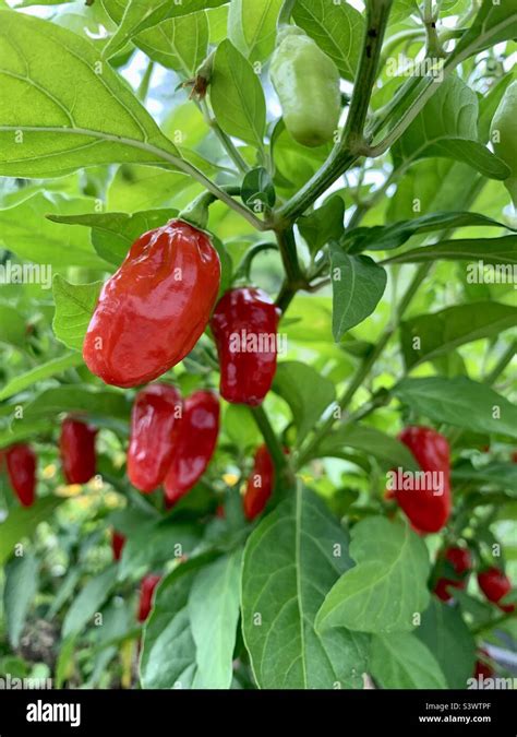 Red chillies growing on chilli plant Stock Photo - Alamy