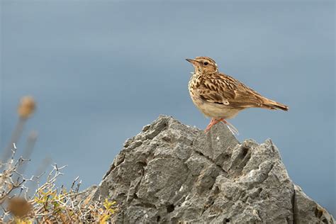 Woodlark | Bird Identification Guide | Bird Spot