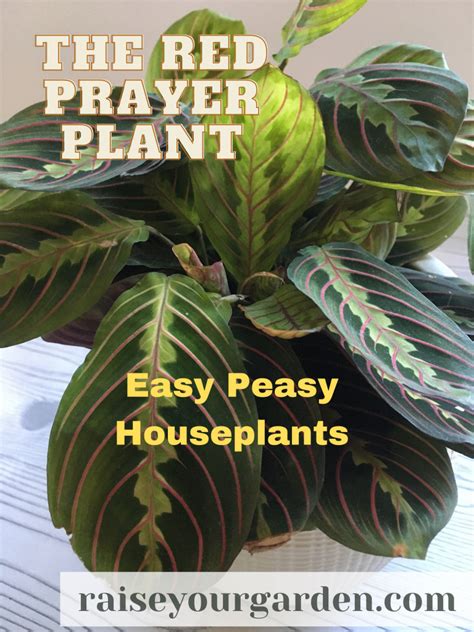 Caring for the easy Red Prayer Plant - Raise Your Garden