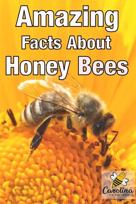 Interesting Facts About Honey Bees | Honey bee facts, Bee facts for ...