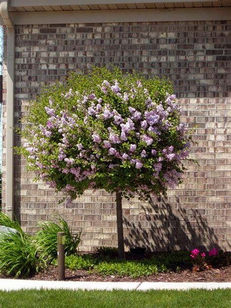 Beautiful Dwarf Lilac Trees For Your Garden | Lilac tree, Dwarf trees ...