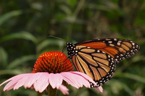File:Monarch Butterfly Danaus plexippus Purple Coneflower 3008.jpg ...